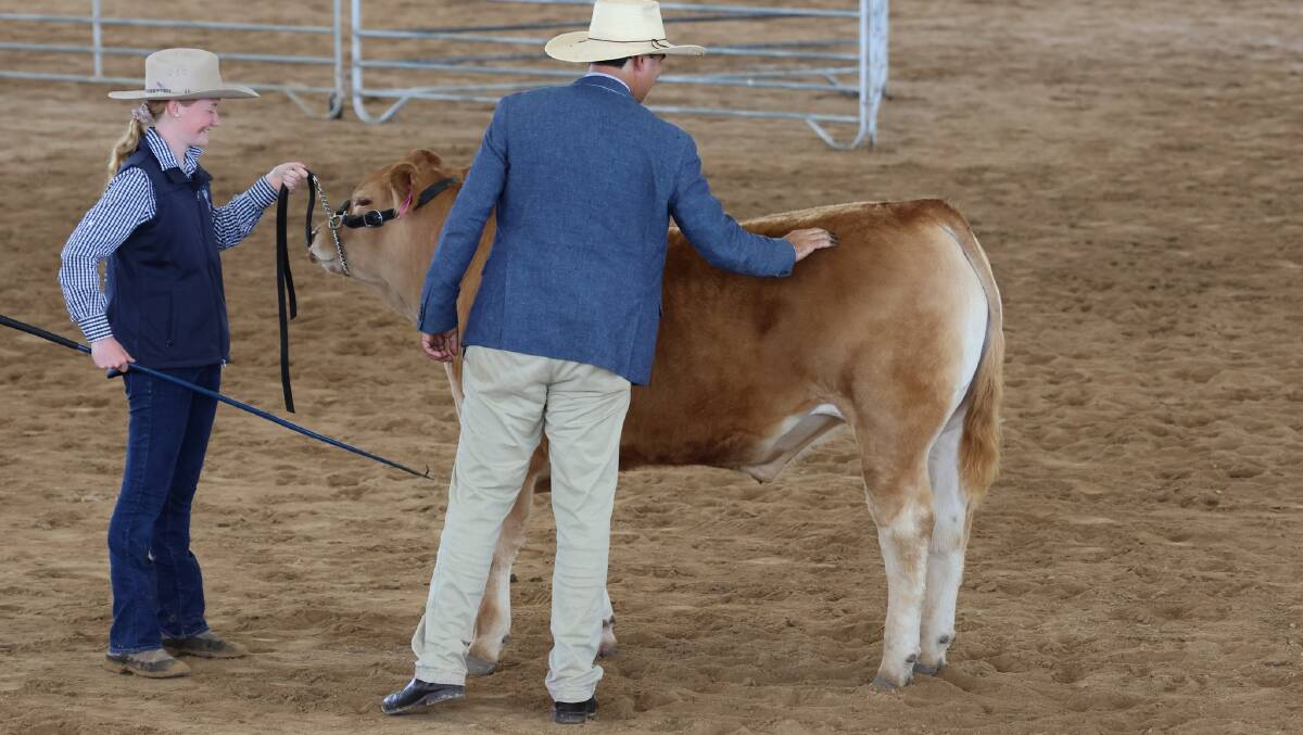 Judge Peter McGilchrist, UNE, Armidale, putting his hand on the Limousin light middleweight steer from Wellington High School during the live judging at Scone. Photo: studstocksales.com
