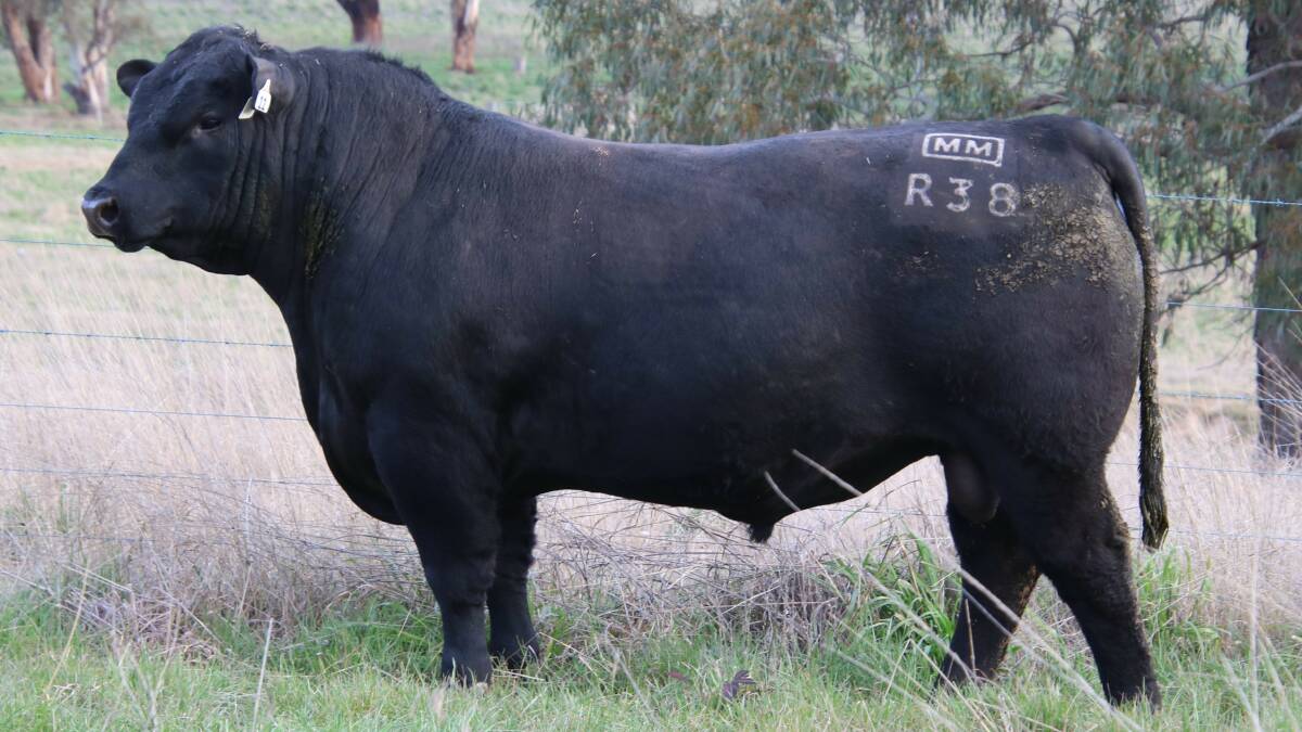 The $280,000 record-breaking Angus bull Millah Murrah Rocket Man R38 was sold by Millah Murrah Angus, Bathurst and purchased by Brooklana Angus, Dorrigo. He was the highest-priced bull sold between September 1-6. Photo: Annie Pumpa, ABS Australia. 