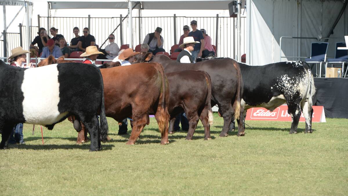 Frame scoring cattle and completing bull serving capacity tests used to be common practice, yet now they are a rare sight despite industry relevance. Photo: Kate Loudon