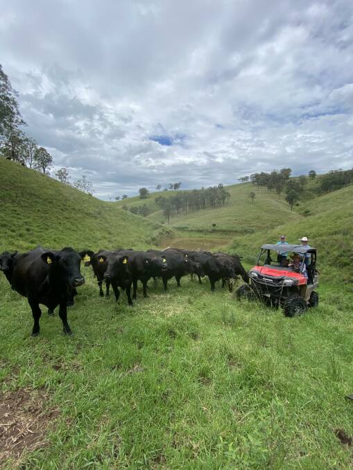 The Angus breed suits the country that the Meyns operate in and allows them to produce a good article suitable for the long-fed feeder steer market while maintaining balance in the cow herd.