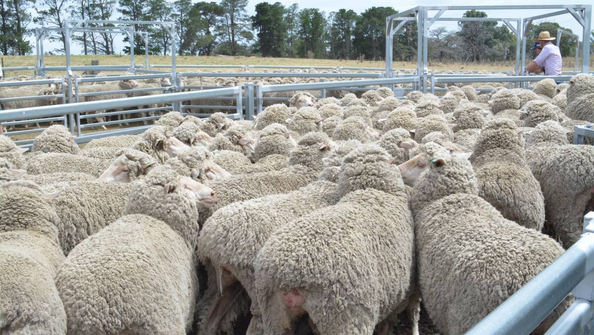 The August-drop Naamaroo Pastoral ewes of Bogo blood. 