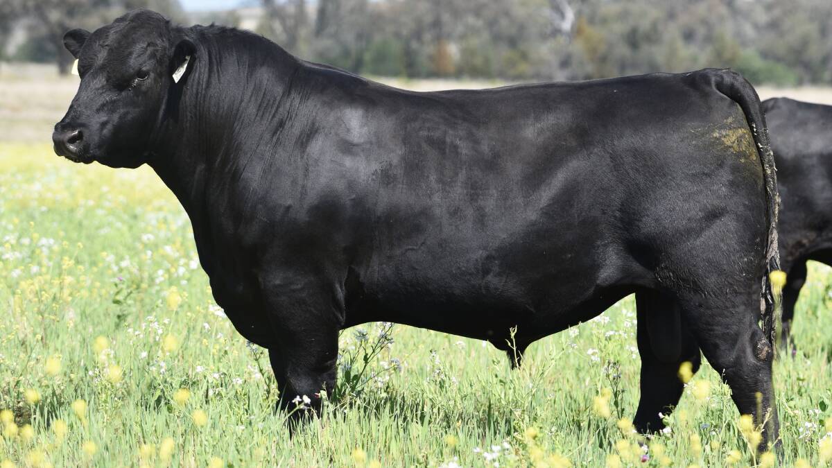 Texas Romeo R190, a Varilek Geddes son out of Texas Pride L600 retained by Texas Angus stud, Warialda, with first calves expected in autumn 2023. Photo: Supplied