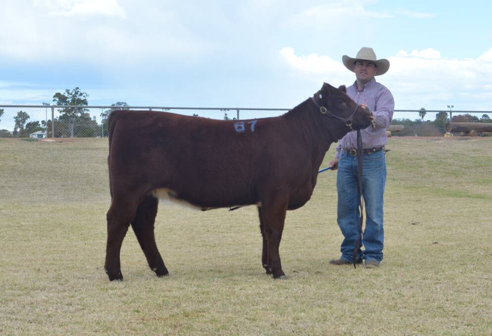 Tarraganda BT Gypsy R10 held by Ash Morris sold for the $8500 equal top price in the females to Ken Tippett, Glengyron Shorthorns, Newlyn, Vic.