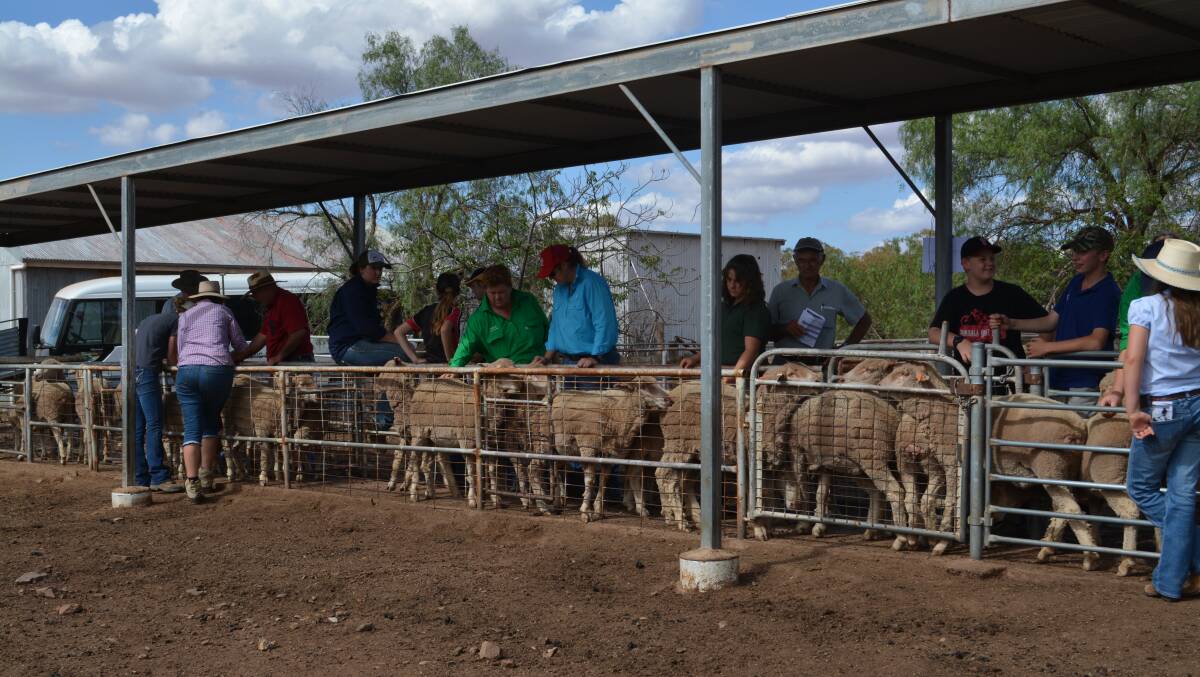 Students inspect the short wool flock at the Kitto family property during the 2020 West Wyalong Ewe Competition. 