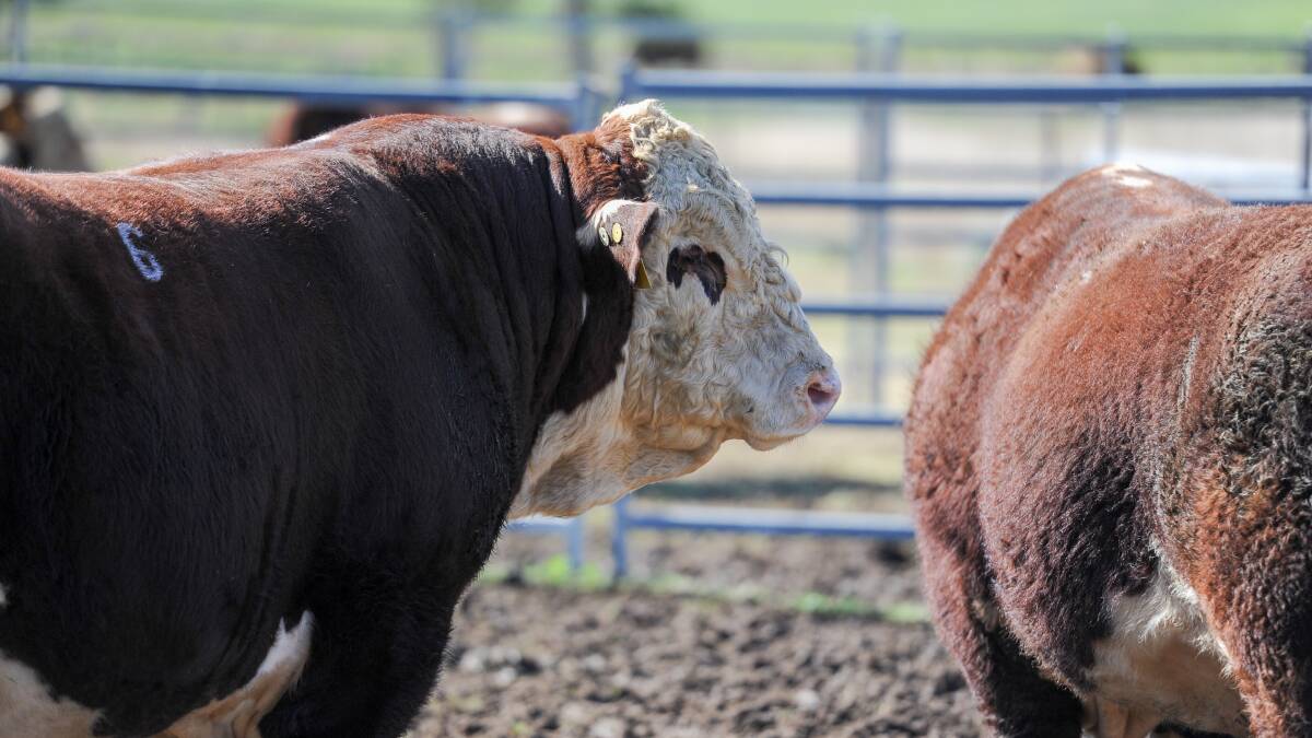 Seven bulls join prestigious Hereford Super Sires line up