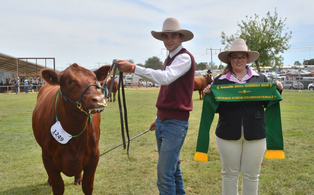 Outcross genetics on top of Red Angus show