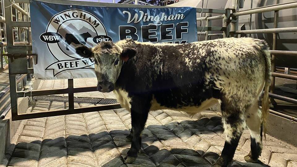 Tamworth High's school steer challenge winner. Photo: Wingham Beef Week Facebook page