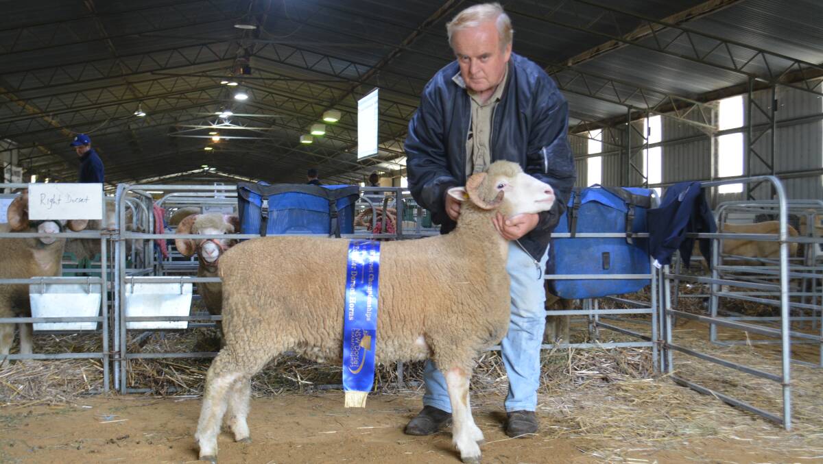 The champion Dorset Horn ewe, KP tag 45, held by exhibitor Evan Wright, KP and Right Dorset Horns, Bendemeer. 