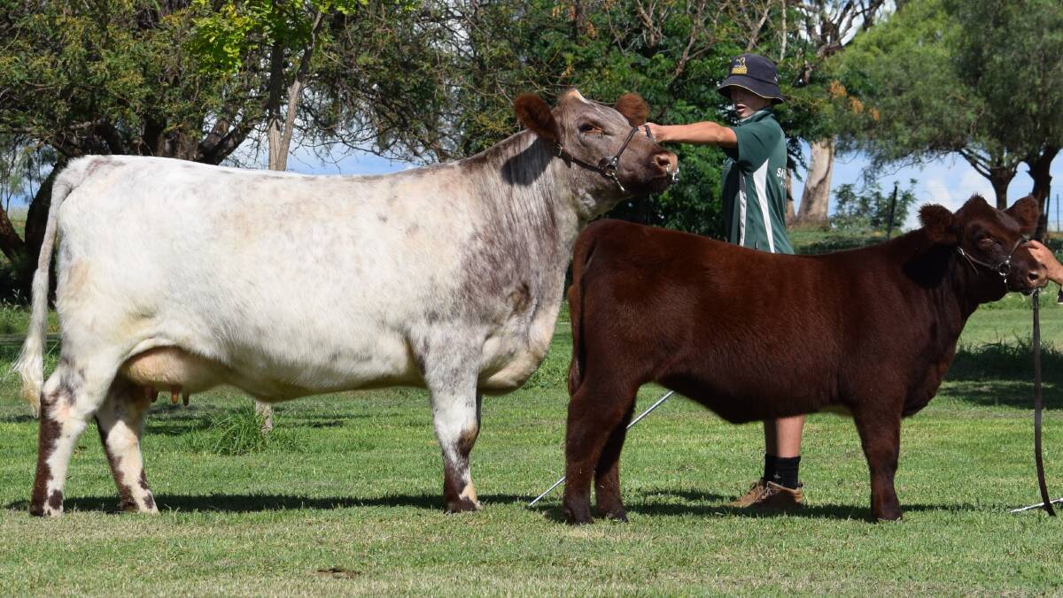 Nagol Park YZ Romance N148 was the supreme exhibit of the Beef Battle and the Five Star Creative Promotions virtual shows, and the 2019 Shorthorn World Congress. 