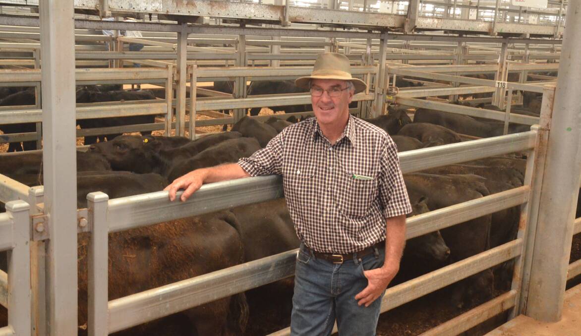 Michael O'Halloran of Grifforan Pastoral Company, Mansfield, Vic, with his pen of 25 Angus steers sold for $1055/hd or 310c/kg during the Blue Ribbon Angus Weaner Sale at NVLX yesterday. Photo: Mark Griggs