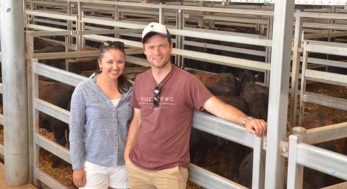 Christina Johnson and Stafford Ives-Heres of Shanford Park, Marrawah, North-West Tasmania, with a pen of 14 Angus heifers weighing 322kg that they purchased from Stephen S Adams, Mansfield, Vic, for $795/hd or 246c/kg. Photo: Mark Griggs