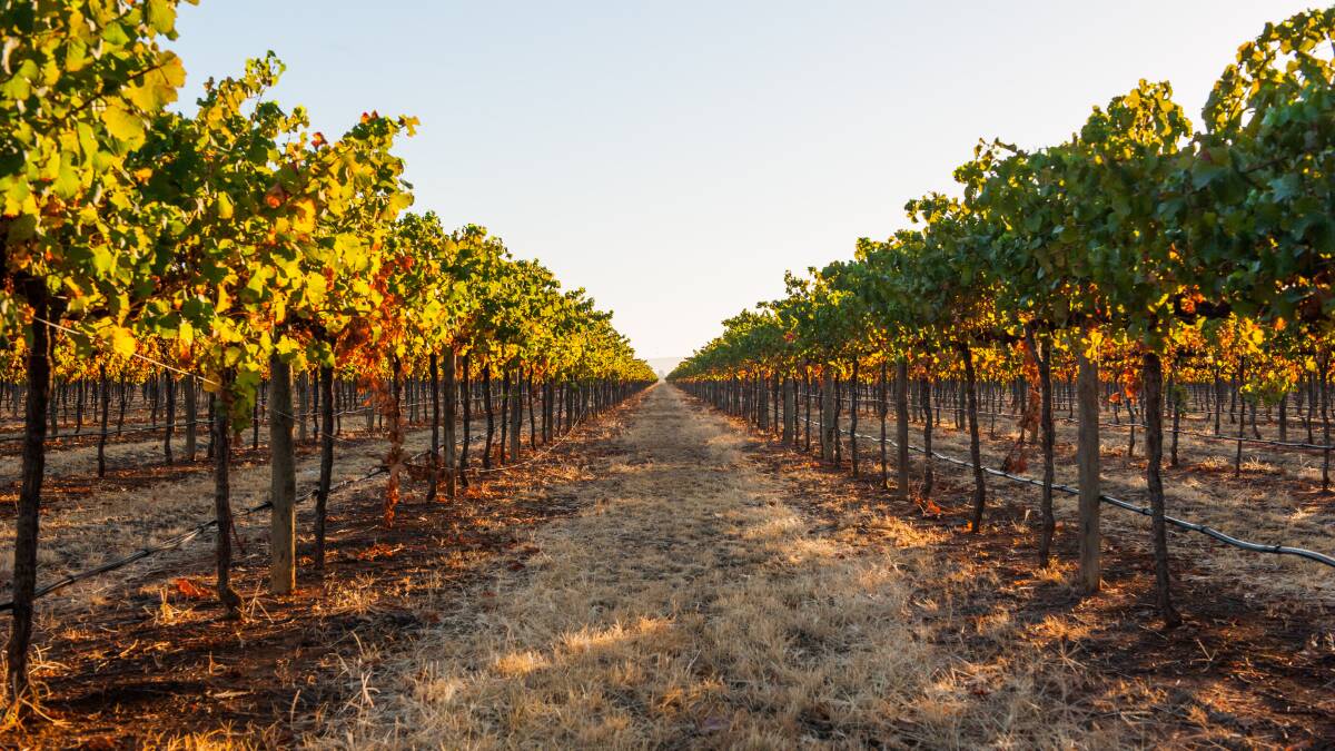 UP FOR SALE: Many Riverina winegrape farmers believe industry conditions will get worse before they get better. PHOTO: File