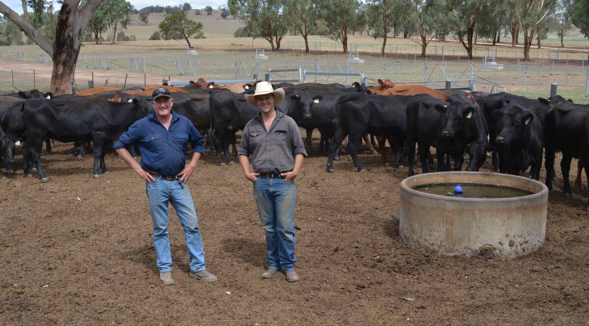 Jon Wright and Nick Hovey of Coota Park Blue-E, Woodstock, with a group of breeding cows. They have held numbers through the drought, and are focused on fertile and feed efficient cattle. Photo: Hannah Powe