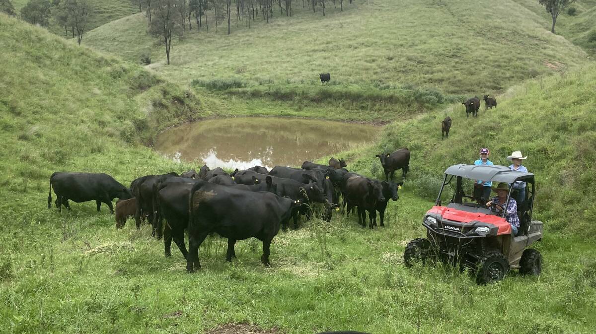 Two-year-old Reiland Angus heifers with calves at foot running with a Dunoon bull. The females were purchased on AuctionsPlus in July. 