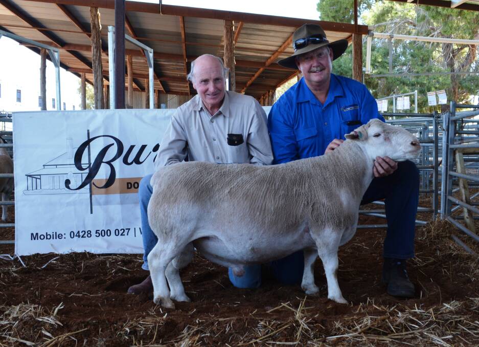 The $5000 White Dorper sale-topper with purchaser Robin Sanderson, Tullinga White Dorpers, Condobolin, and Burrawang stud master, Wicus Cronje.