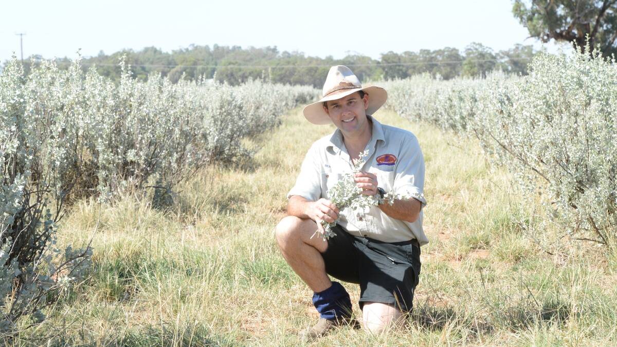 Ben Sippel said through implementing saltbush they have been able to sustainably improve their ecological base on-farm with a positive economic effect.