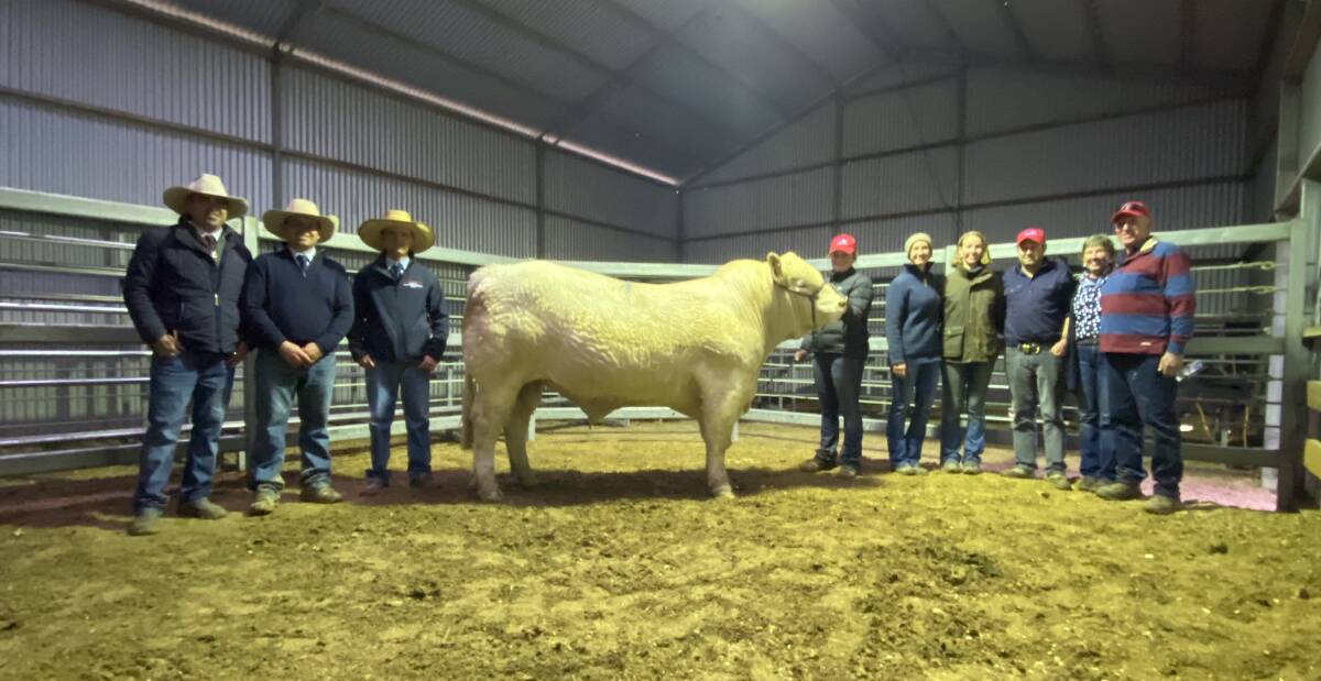 Agents, the Frizell family of Wakefield stud and its workers with the top-priced bull. Photo: Donovan Livestock 