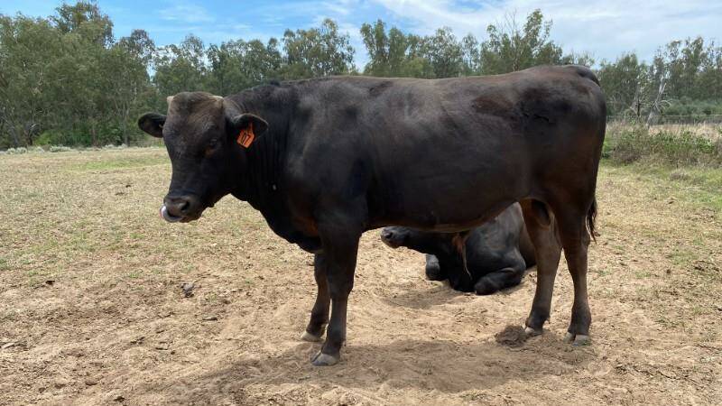 The $12,000 Premium Wagyu Sale top-priced lot, Olive Grove Wagyu Q07 offered by vendors Olive Grove Wagyu, Glenarbon, Qld, and purchased by Nadine Kucks, Black Marble Wagyu, Theodore, Qld. Photo: AuctionsPlus
