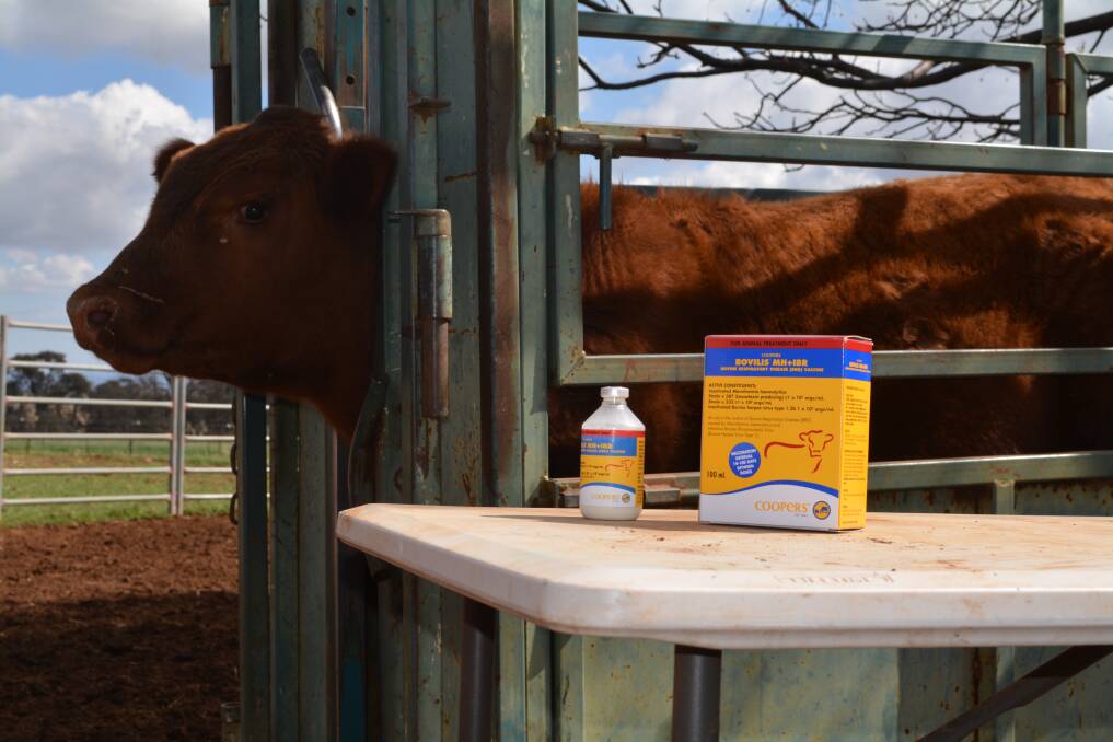 Research indicated consumers could have confidence in Bovilis MH + IBR, knowing that vaccinating cattle with it would result in no significant weight loss, and if they did have weight loss, it would not exceed 2kg. 