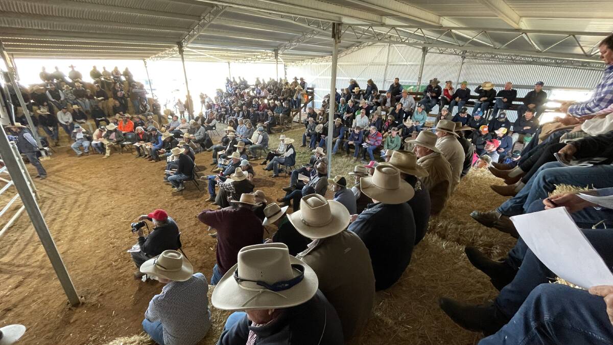 With 187 buyer registrations, seating was in short supply at the Texas Angus sale barn.