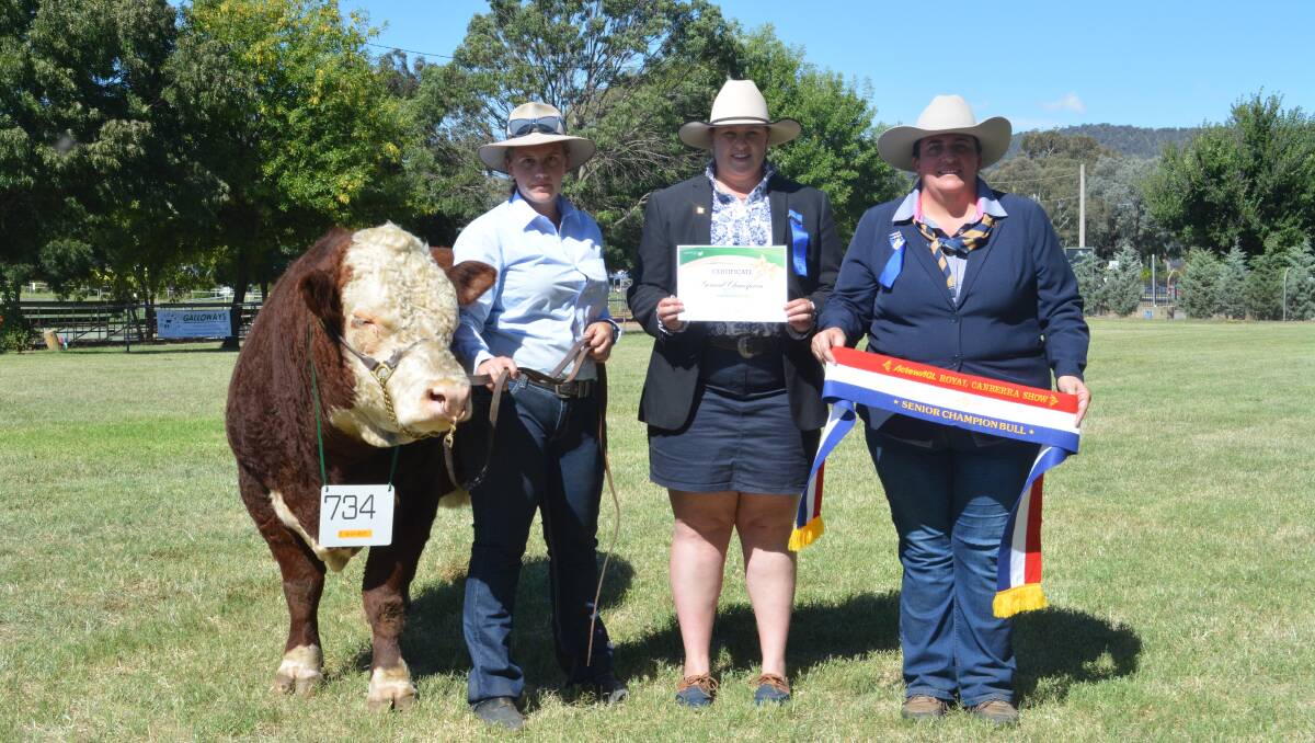 GRAND BULL: Palisade Ernie with handler Mackayla Parish, Palisade stud, Bringelly, judges Renae Keith, Allenae Angus and Poll Herefords, and Emily Polsen, Grace Valley Livestock, Yass. 
