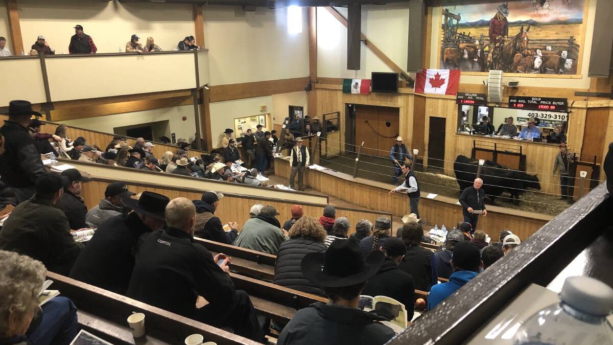 Hannah Powe attended the U2 Ranch Complete Herd Dispersal last November in Canada where 899 lots averaged $8600, sold to a $140,000 top and grossed $8.4 million (all in CAD). Buyers came from Mexico, America, Canada and Australia. Photos: Hannah Powe