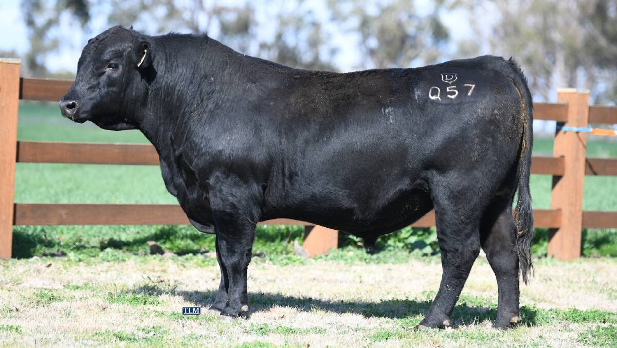The $13,000 high-seller, Dales Q57, sold to Ian Moore of Powerhouse Pastoral Co, Nundle in the inaugural Dales Angus Sale, Merriwa. Photo: Target Livestock and Marketing