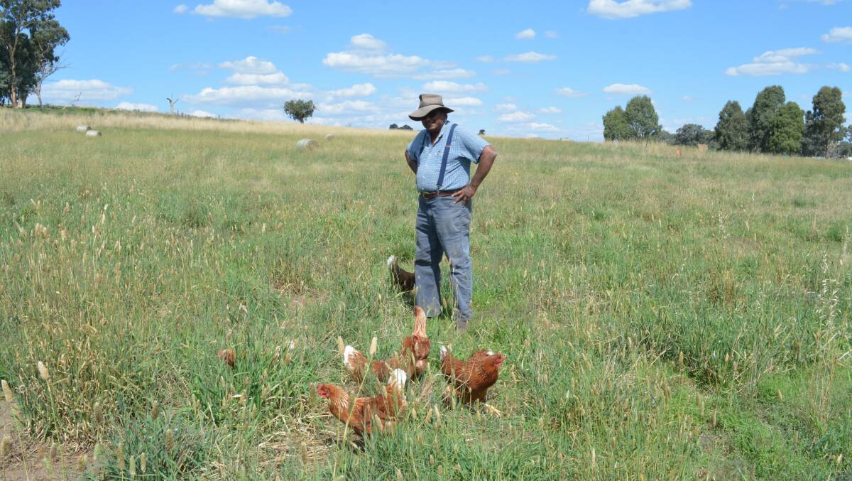 Dr de Silva introduced sheep to graze in the phalaris and cocksfoot based paddocks with the chickens to help keep the grasses down and create a well diversified, sustainable ecosystem.