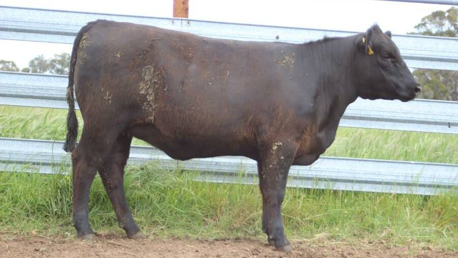 Little Meadows Edwina Q93 was the second top-priced heifer snapped up for $7000 by an eastern stud. Photo: AuctionsPlus 