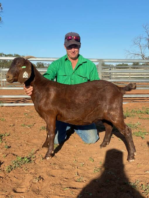 Top-priced doe Bunnaloo 191020 sold for the $7000 record-breaking price to Ben Cullinan of Kinross Station, Pooncarie. Photo: supplied 