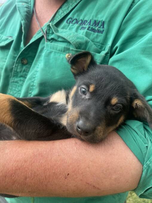 The donated pup called 'Bid' is sired by the 2020 NSW Yard Dog of the Year Koonama Cracka. Photo: supplied 