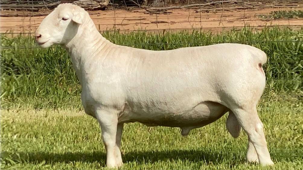The $10,000 top-priced White Dorper ram, Dumisa 200203, purchased by Top Waterloo Pastoral Co from Walcha. Photo: supplied