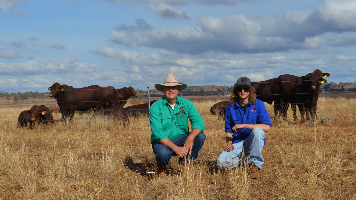 Andrew and Sam Orman from Benelkay Santa Gertrudis, "Glenmore", Goolhi, presented a strong line up of poll Santa Gertrudis bulls for the public's viewing. Aimed for their 8th on-property bull sale to be held August 21, the 50 rising two-year-old bulls drew the attention of previous bull buyers with a steady flow of people visiting on the day. 
The Orman's aim to breed moderate poll cattle with good skin type and fertility, that have the ability to handle most seasons. They sell bulls to up in the north around Roma, Qld, and down to and around their region. 