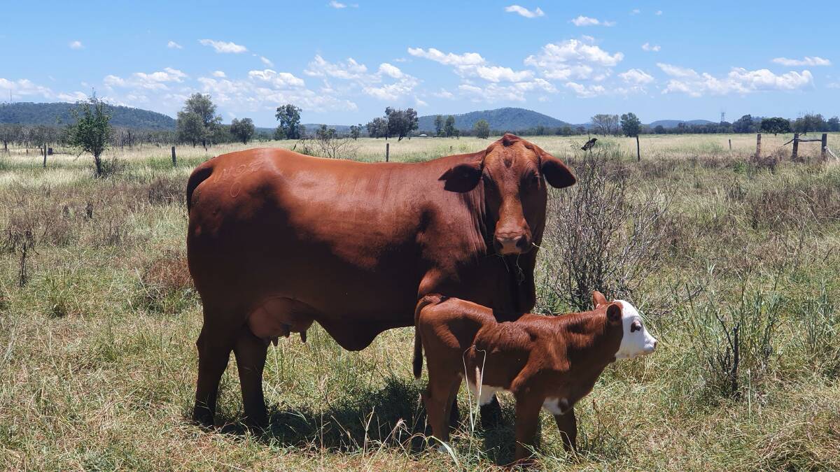 A first-calf Red Angus cross heifer with a Hereford calf. 