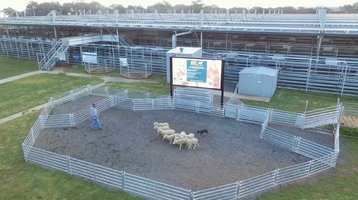 CTLX has built a new sheep trial and auction area. Photo: supplied