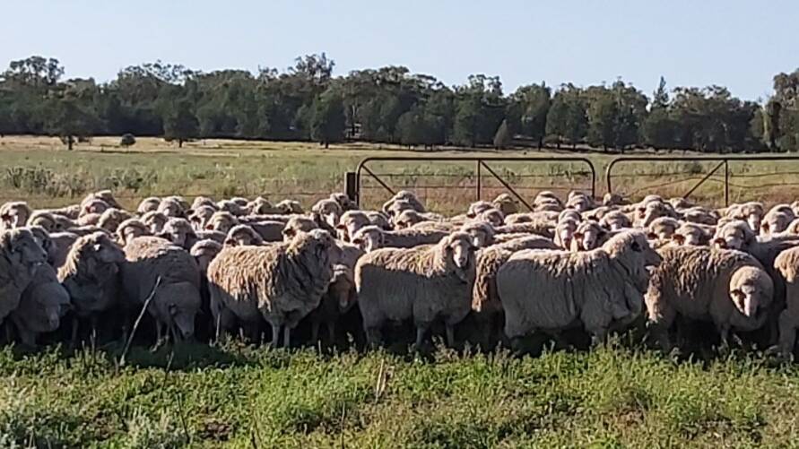 TOP EWES: The winning ewes from Wilga Park, Pullabooka. Photo: supplied by Allan Dawson