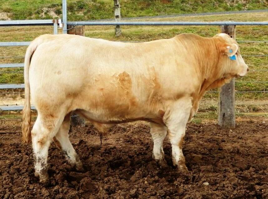 The $10,000 sale-topper, Violet Hills Plantagenet, purchased by the Perry family of Rothsay. Photo: supplied