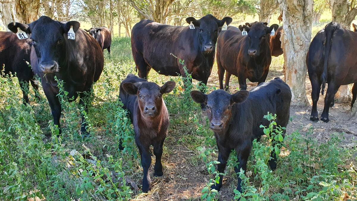Some of the Gilmandyke Angus females purchased by Dwight and Denise Geelan, Glendon Brook, with their Paratrooper calves at foot. Photo: supplied. 