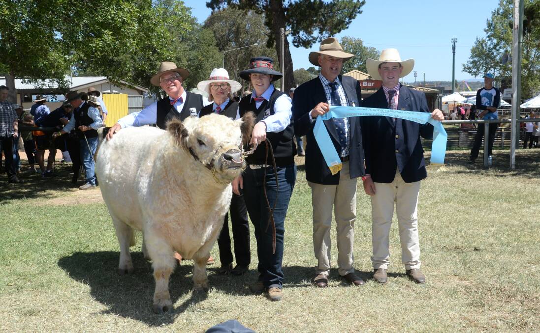 The supreme Miniature Galloway exhibit was the grand champion bull Torcroft Thyme. 
