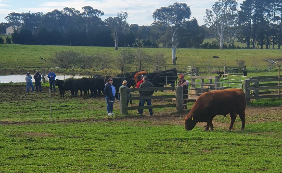 Last year Yallambee Angus and Red Angus, Belanglo had a good crowd through with buyers picking up yearling bulls. Photo: Katelyn Graham 