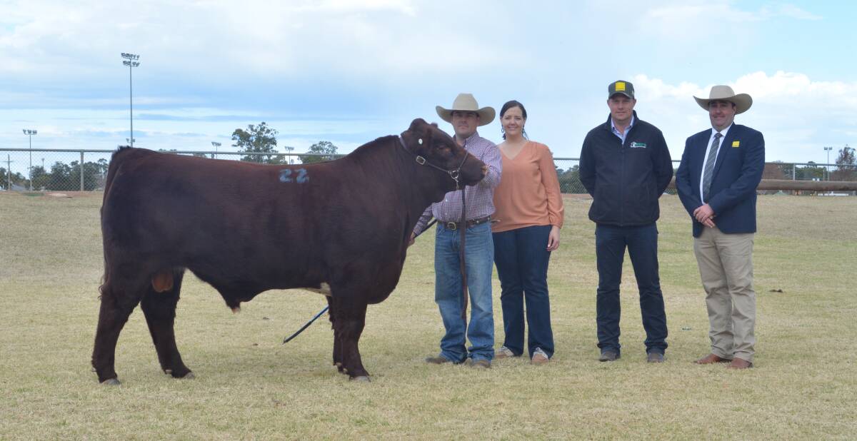 The third top-priced bull, AJM Red Zone R101 sold for $31,000. Pictured with vendors Ash and Jane Morris, AJM Shorthorns, Young, Greg Schuller, Outback Shorthorns, Culcairn and agent James Brown of Ray White GTSM.