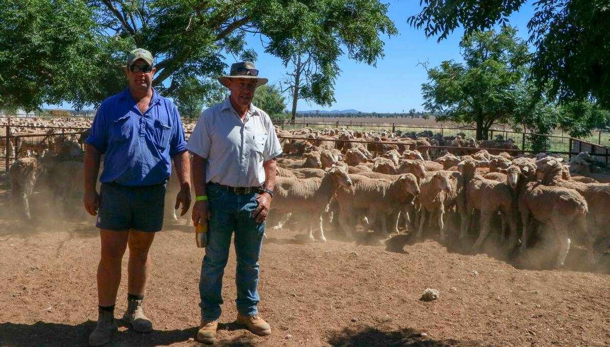 SECOND PLACE: Stephen and Trevor Cooper, TH. Cooper and Co, Myall Creek, Caragabal, with their Rocklyn blood ewes. Photo: Rebecca Maslin