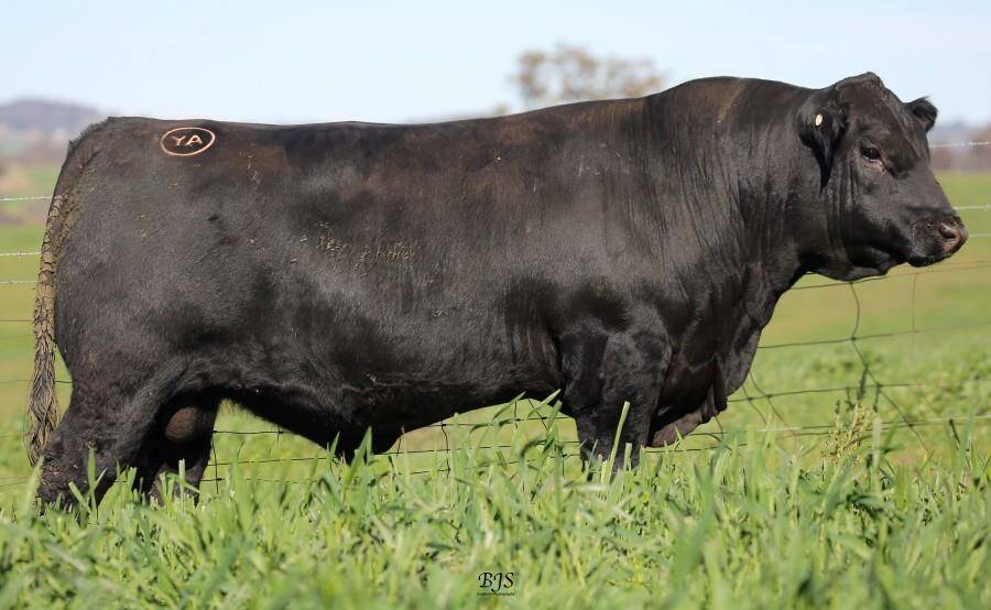 Yamba Quaff Q31 sold for $12,000 to Ian and Shelley Durkin and family of Mountain Valley Poll Hereford and Angus stud, Coolatai. Photo: BJS Livestock Photography 
