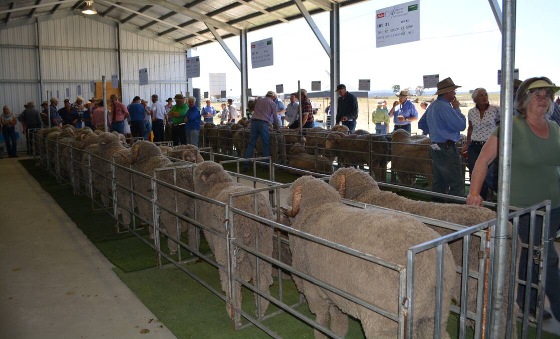 Local buyers bid up at the 17th annual Adina Merino and Poll Merino ram sale held at "Overdale", Cooma. 
