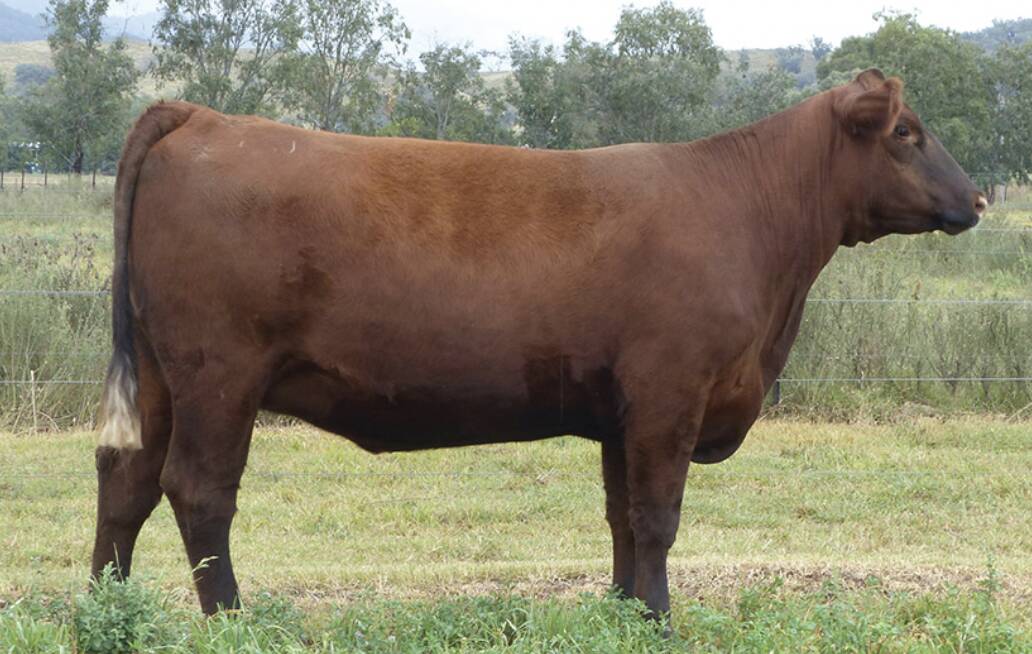 The $9000 female, Goonoo Red Quilt, purchased by Diamond Angus, Cowra. Photo: Five Star Creative Promotions