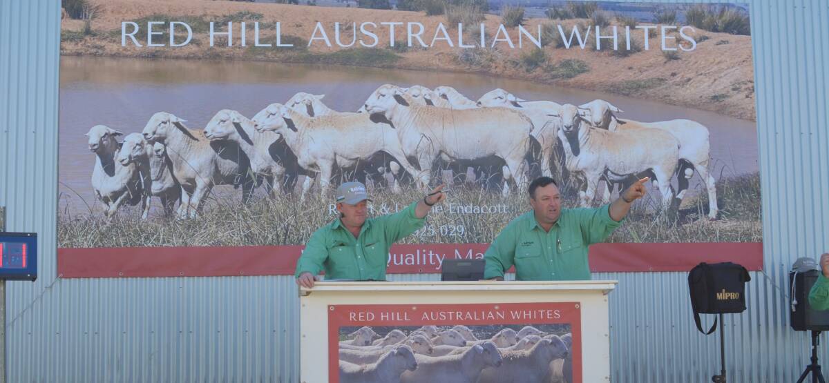 Nutrien stud stock agents John Settree and Brad Wilson shared the auctioneering duties. 