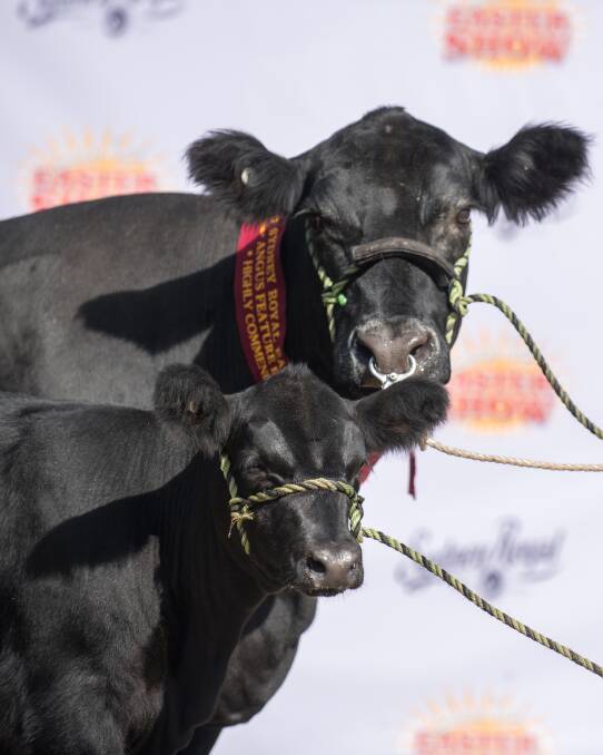 Born in 2002, the rising 17-year-old Bulliac Wilcoola X9 with her 15th calf at foot received the biggest cheer of the day. Picture: Emily H Photography