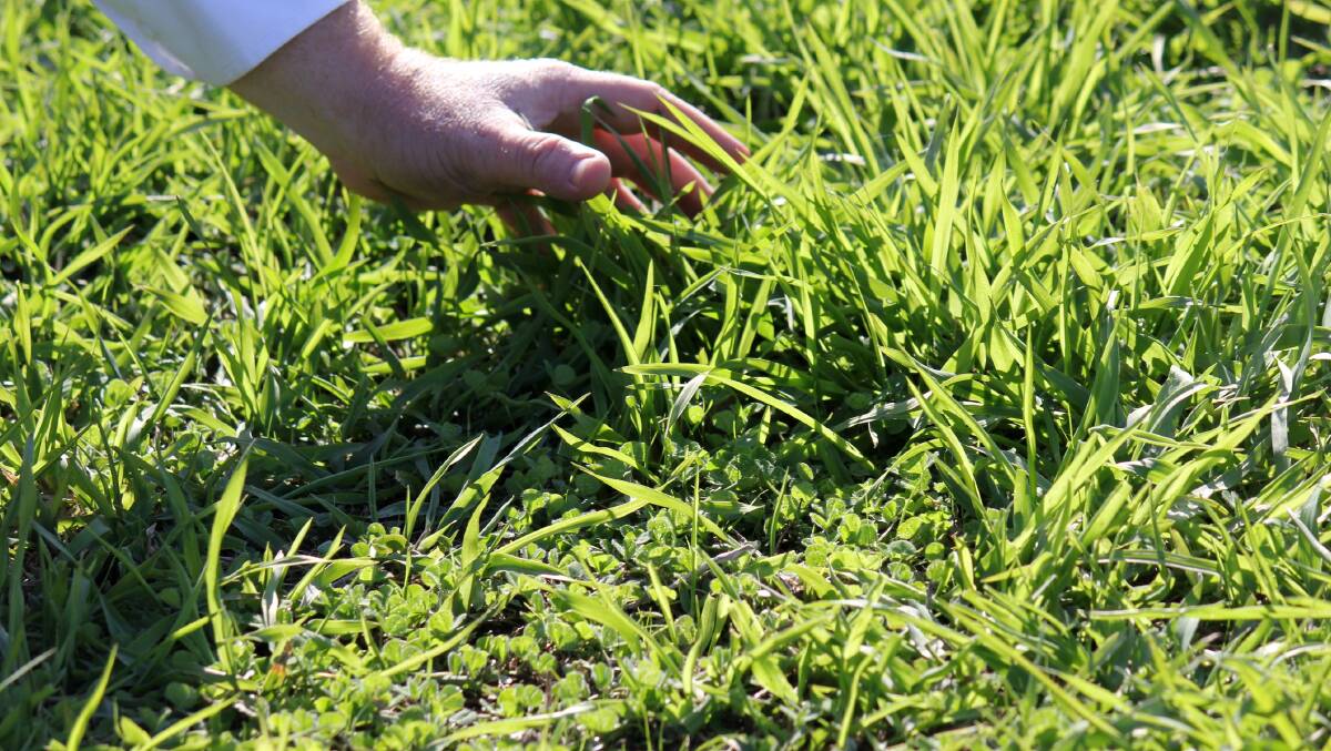 Livestock consultants say long term grazing of oestrogenic clovers can cause permanent infertility in sheep.