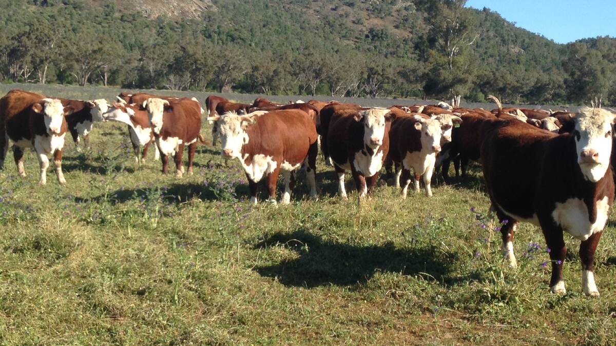Burrawang South near Forbes is home to 650 commercial and stud Hereford breeders. Photos: Supplied 