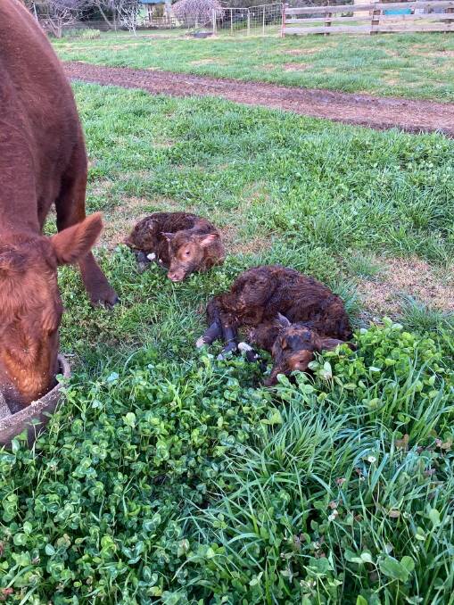 Several producers have noticed a higher incidence of twins born this calving season. 